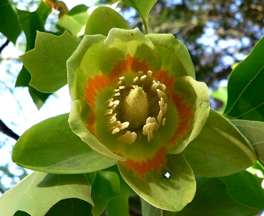 {Liriodendron tulipifera}